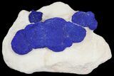 Blue Azurite Sun Cluster on Siltstone - Australia #142784-1